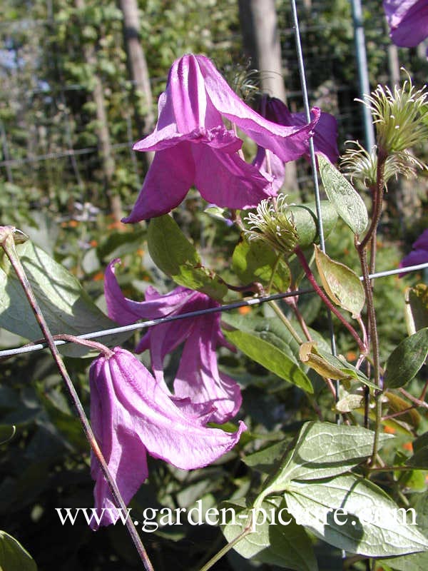 Clematis 'Pamiat Serdtsa'