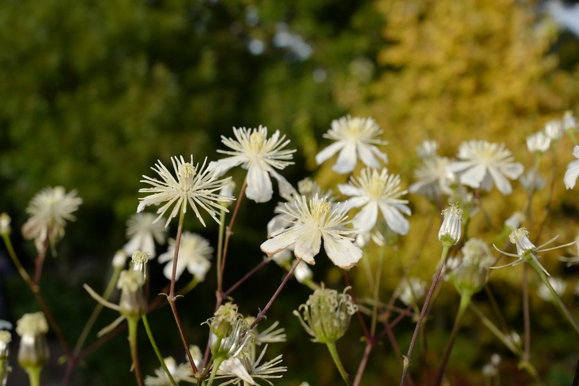 Clematis 'Paul Farges' (SUMMER SNOW)