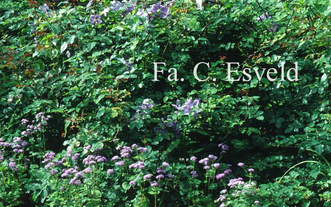 Clematis 'Perle d'Azur'