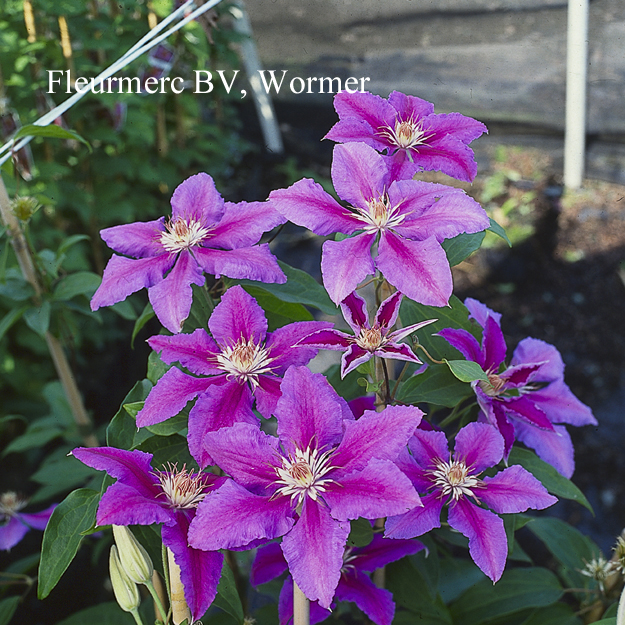 Clematis 'Prince Philip'