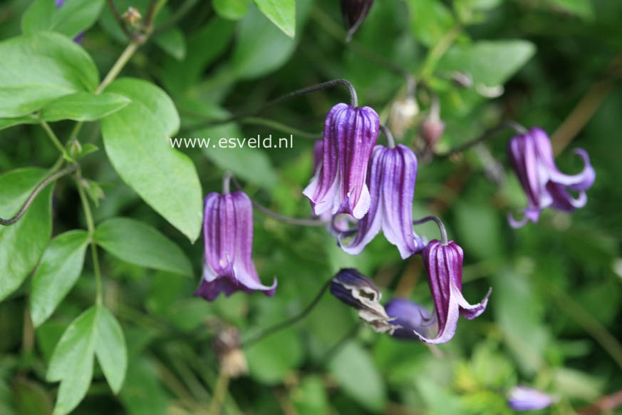 Clematis 'Rooguchi'