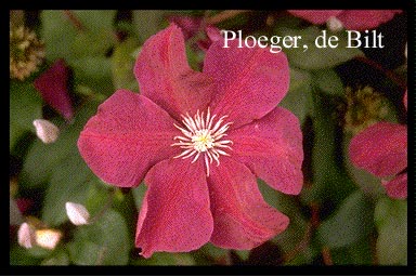 Clematis 'Rouge Cardinal'