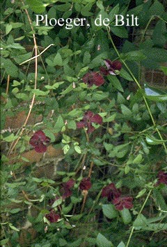 Clematis 'Royal Velours'