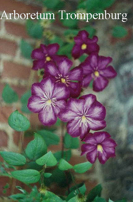 Clematis 'Ville de Lyon'