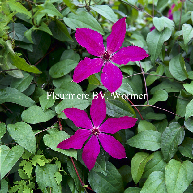 Clematis 'W.S. Callick'