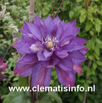 Clematis 'Walter Pennell'