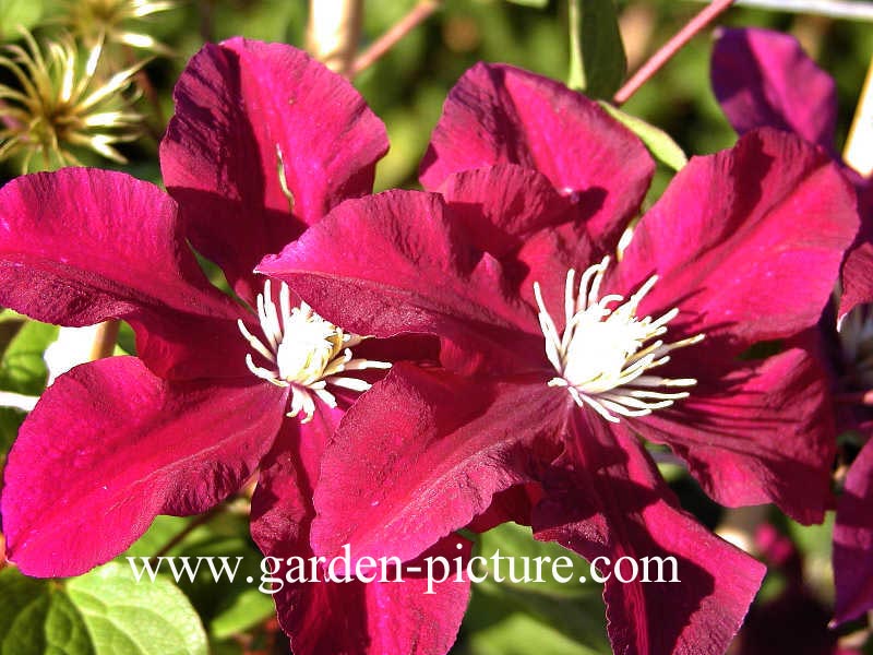 Clematis 'Warszawska Nike'