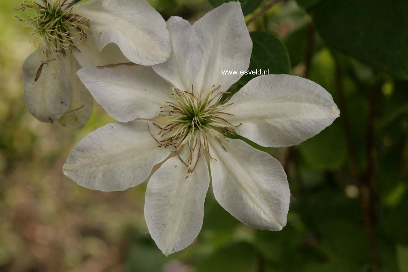 Clematis 'Zobadol' (BABY DOLL)