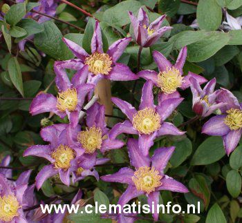 Clematis 'Zoexci' (EXCITING)