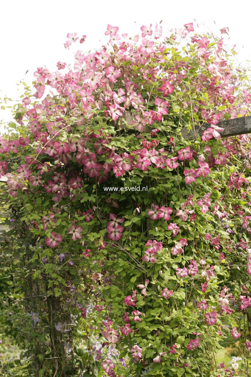 Clematis 'Zoiamha' (I AM HAPPY)