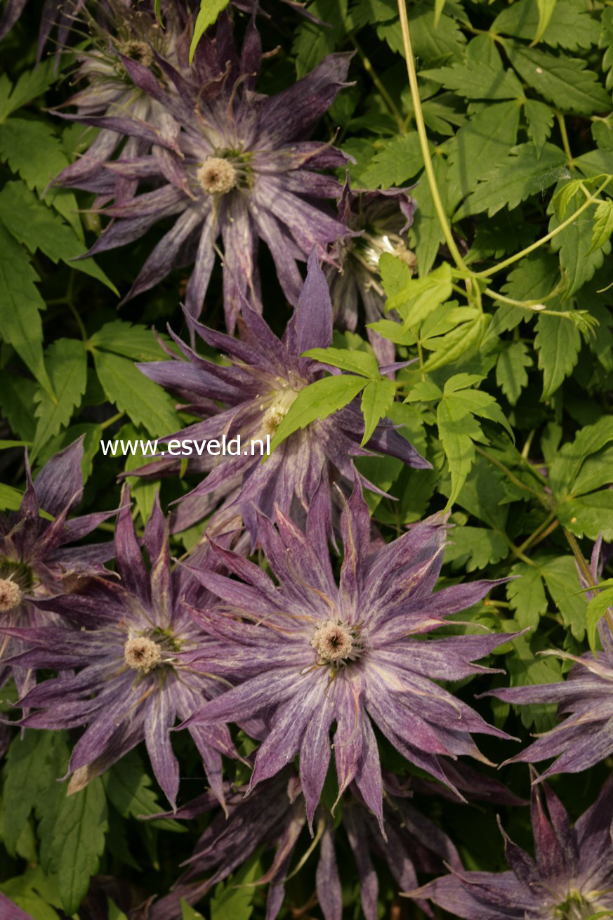 Clematis 'Zospi' (SPIKY)