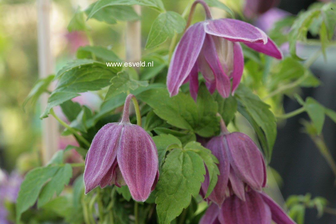 Clematis 'Zotrym' (TRY ME)