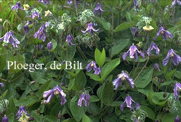 Clematis integrifolia