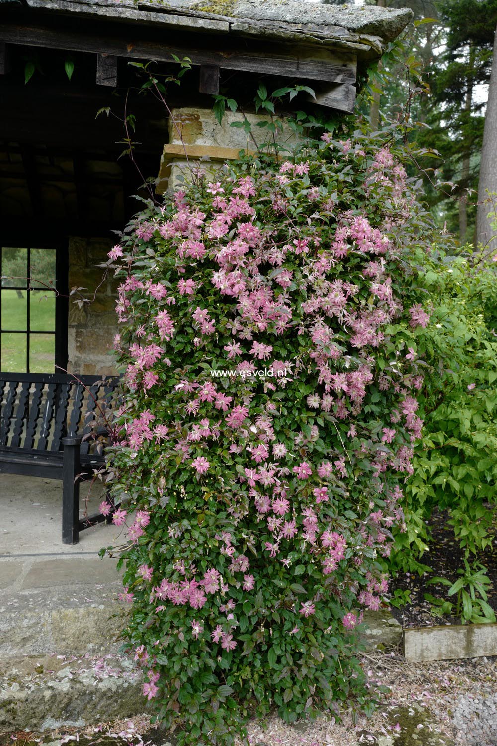 Clematis montana 'Freda'