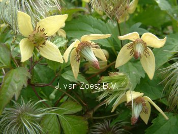 Clematis serratifolia