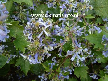 Clematis stans