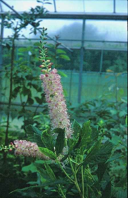 Clethra 'Hokie Pink'