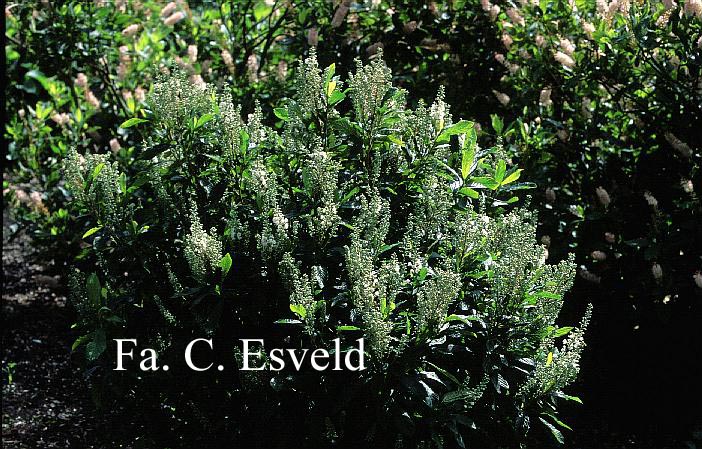 Clethra alnifolia 'Anne Bidwell'