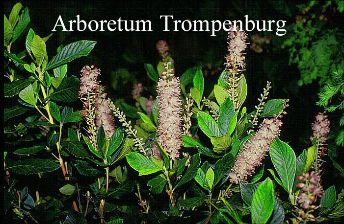 Clethra alnifolia 'Pink Spire'