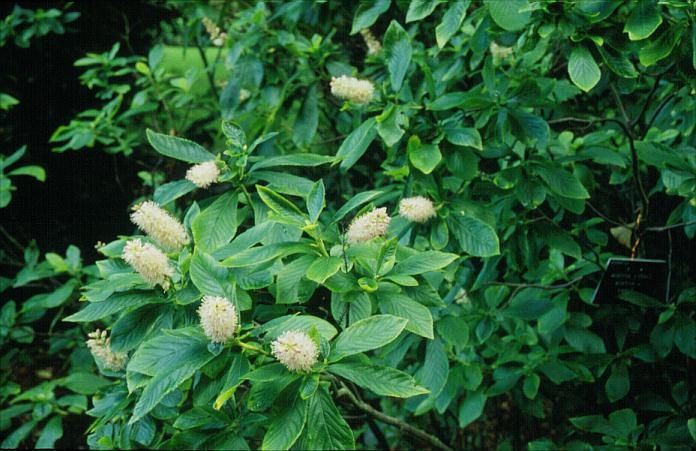 Clethra alnifolia 'Rosea'