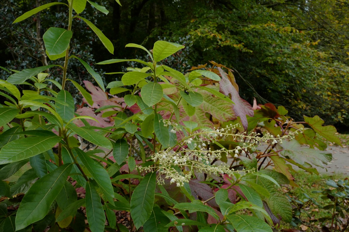 Clethra pringlei