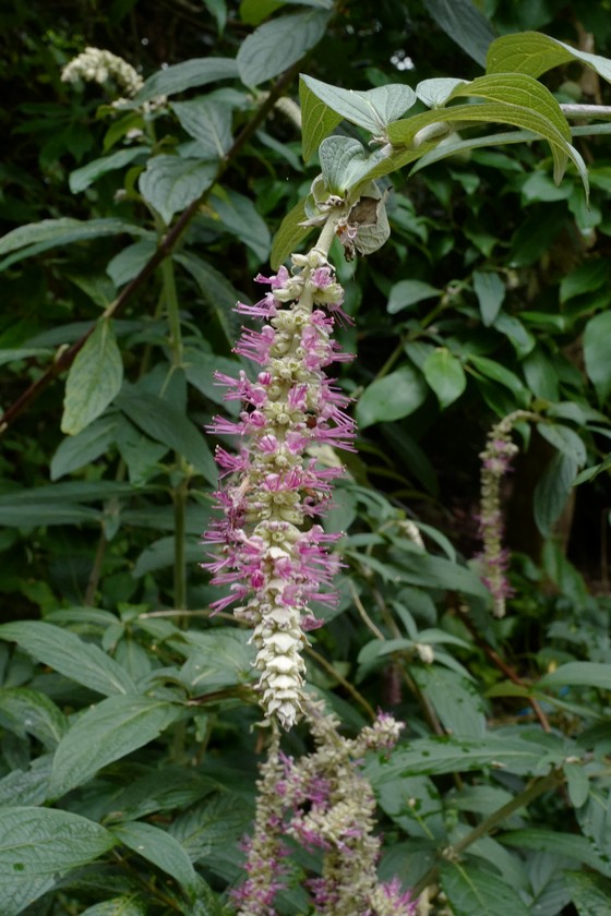 Comanthosphace dependens