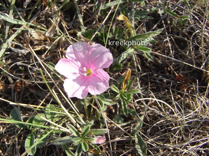 Convolvulus cantabrica