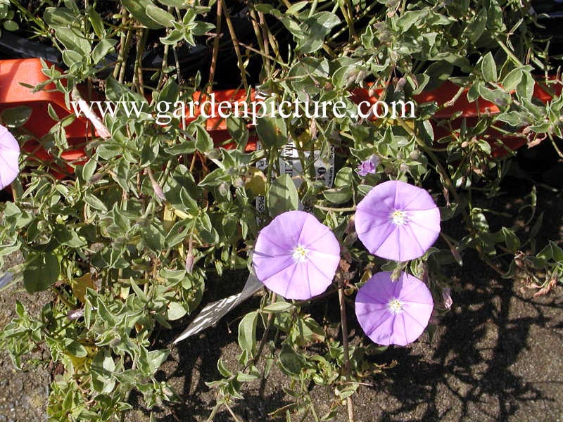 Convolvulus sabatius