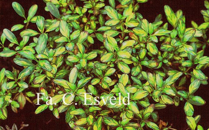 Coprosma 'Evening Glow'