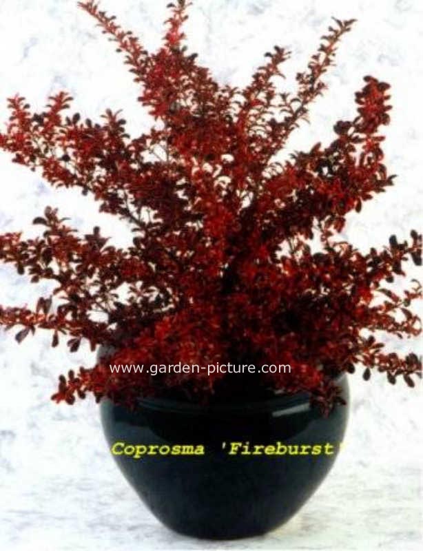 Coprosma 'Fire Burst'