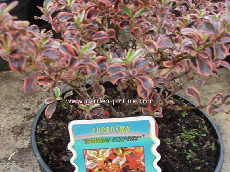 Coprosma 'Rainbow Surprise'