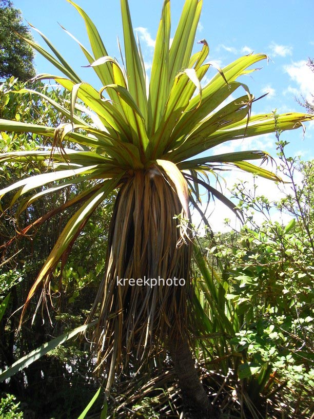 Cordyline indivisa
