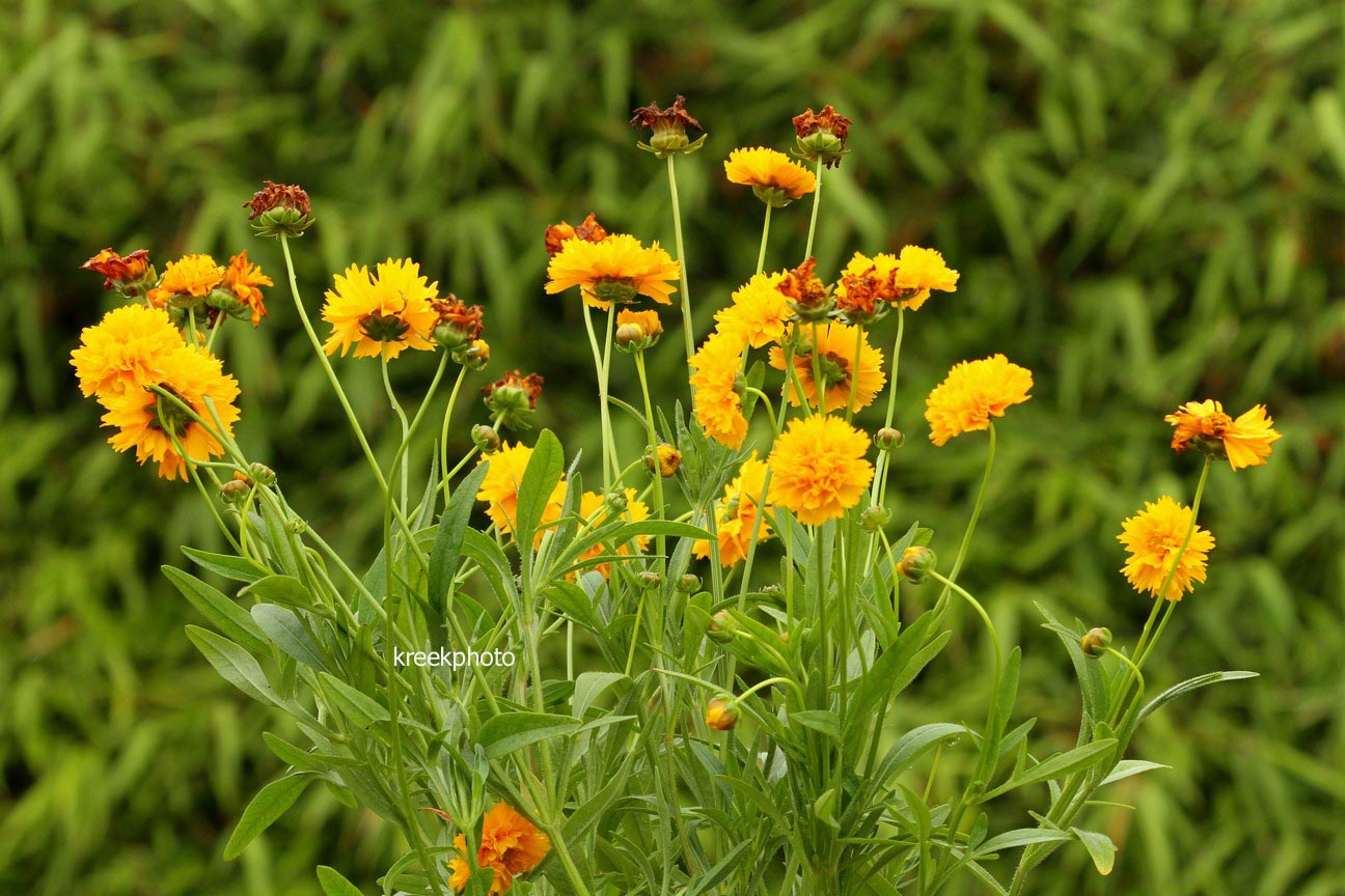 Coreopsis grandiflora 'Early Sunrise'