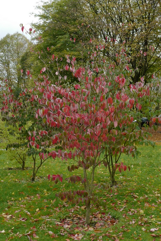 Cornus 'Rutban' (AURORA)