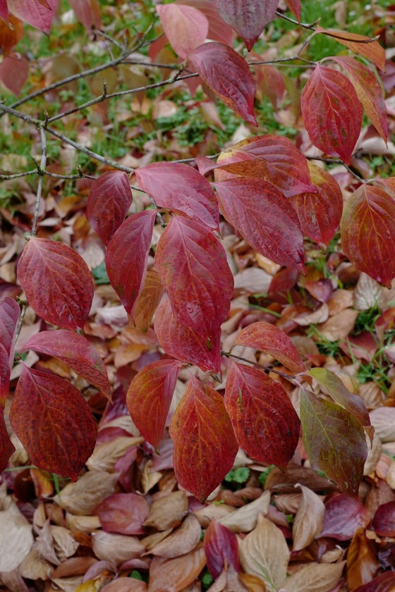 Cornus 'Rutdan' (CELESTIAL / GALAXY)