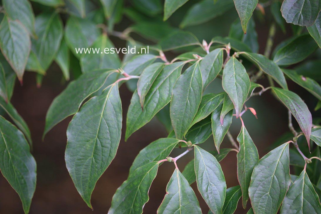 Cornus 'Rutlan' (RUTH ELLEN)