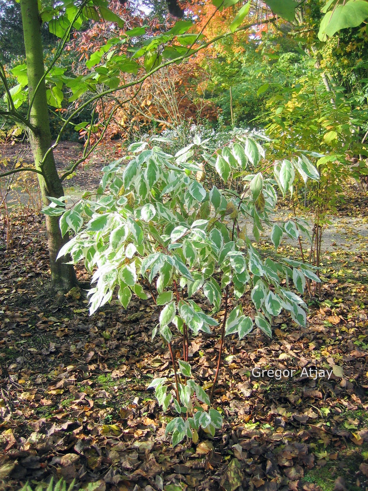 Cornus alba 'Baihalo' (IVORY HALO)