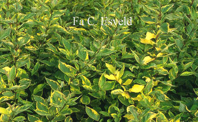 Cornus alba 'Gouchaultii'