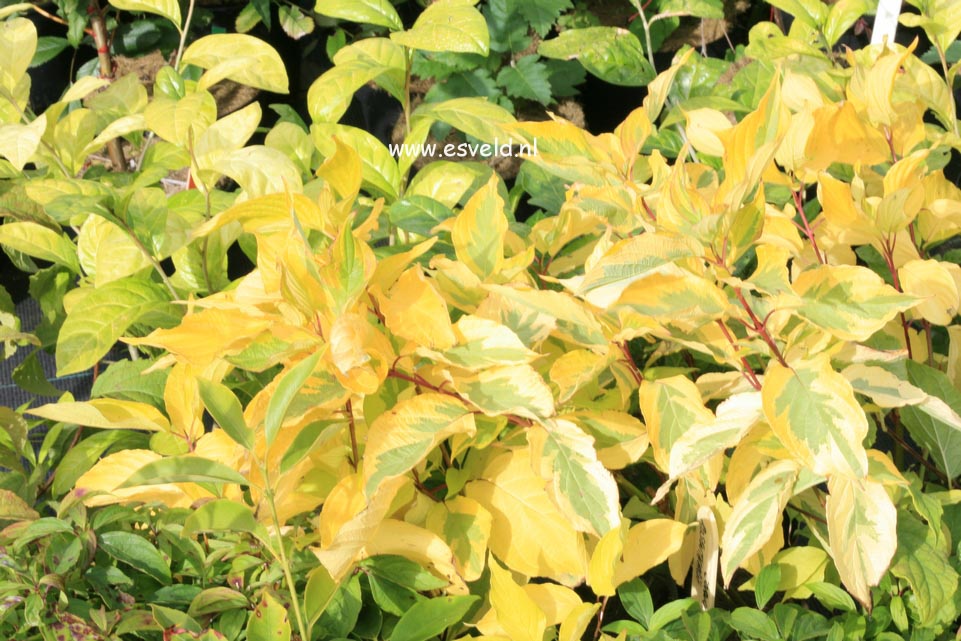 Cornus alba 'Rosenthalii'