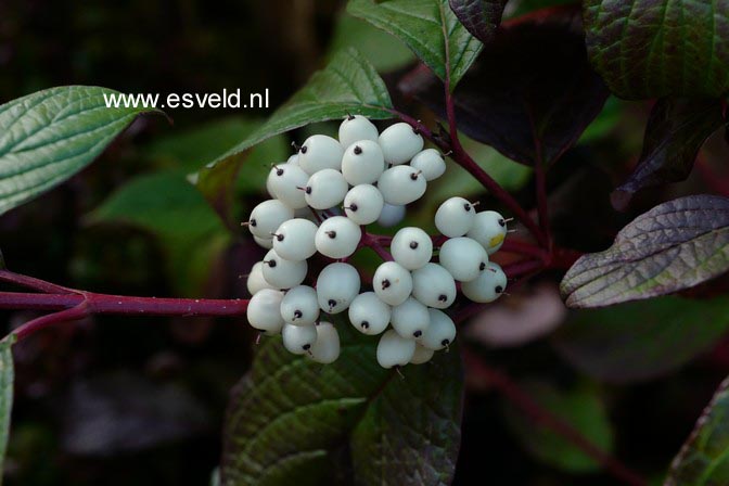 Cornus alba 'Siberian Pearls'