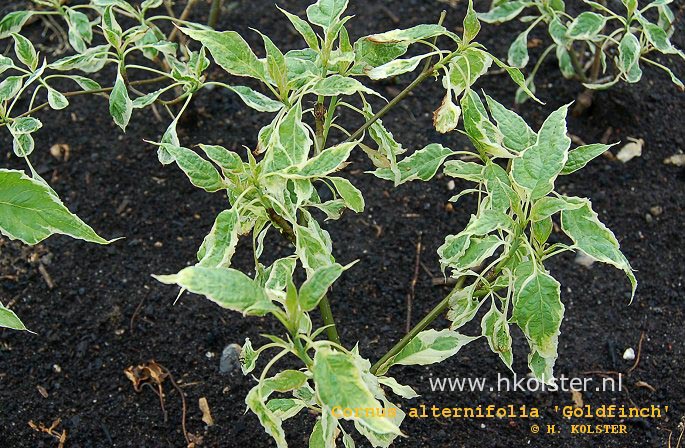 Cornus alternifolia 'Goldfinch'