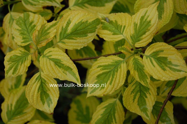 Cornus alternifolia 'W. Stackman' (GOLDEN SHADOWS)