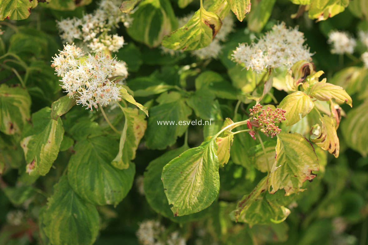 Cornus alternifolia 'Yellow Spring'