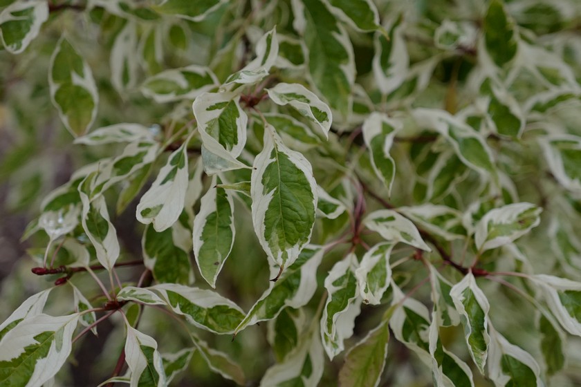 Cornus controversa 'Variegata'