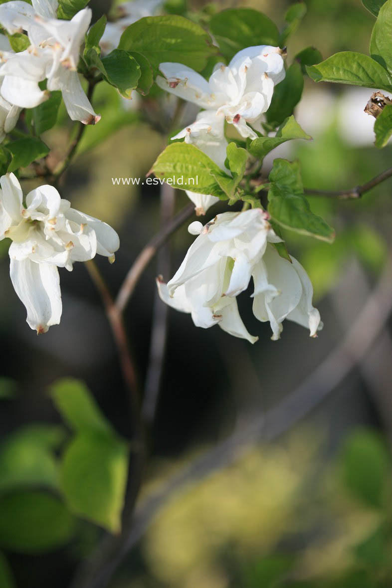 Cornus florida 'Alba Plena'