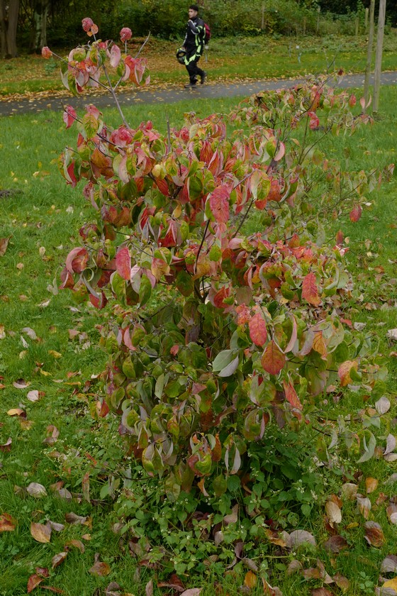 Cornus florida 'Daniela'