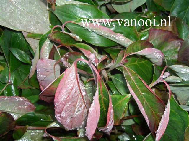 Cornus florida 'Eve Pride'