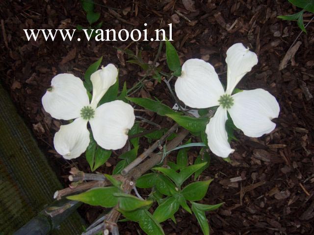 Cornus florida 'Green Glow'