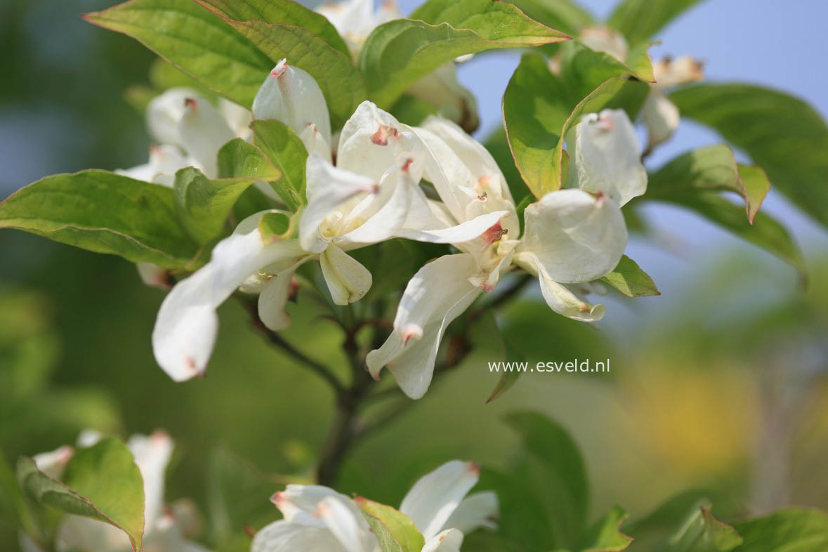 Cornus florida 'Pluribracteata'