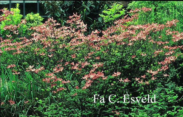 Cornus florida 'Royal Red'